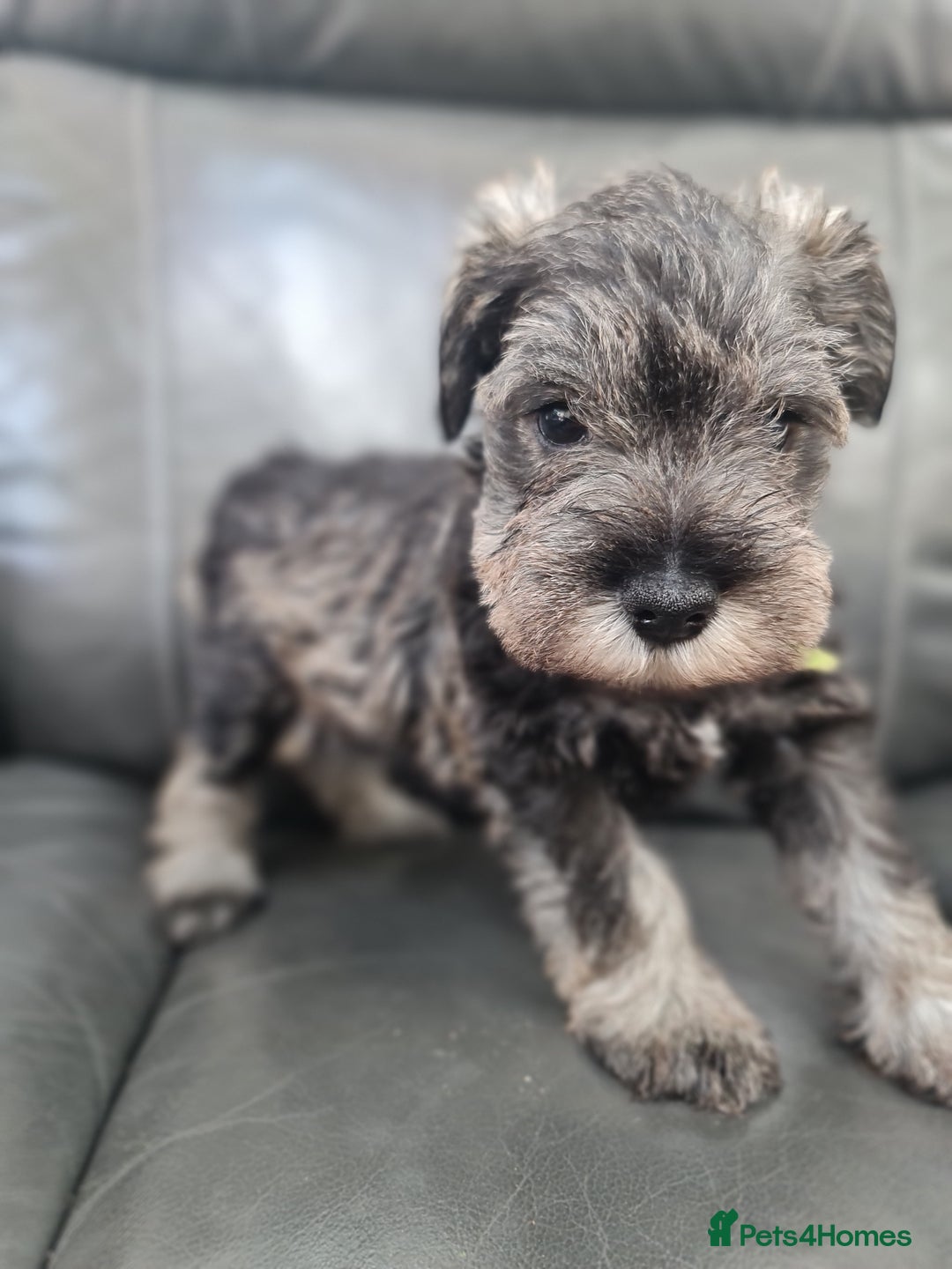 Miniature Schnauzer dogs for sale: Miniature Schnauzer Puppies KC Registered. 5M 2Fm - Image 19