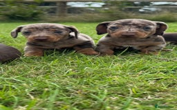 Miniature Dachshund dogs for sale: *CHAMPION LINES* Miniature Dachshund puppies - Image 8