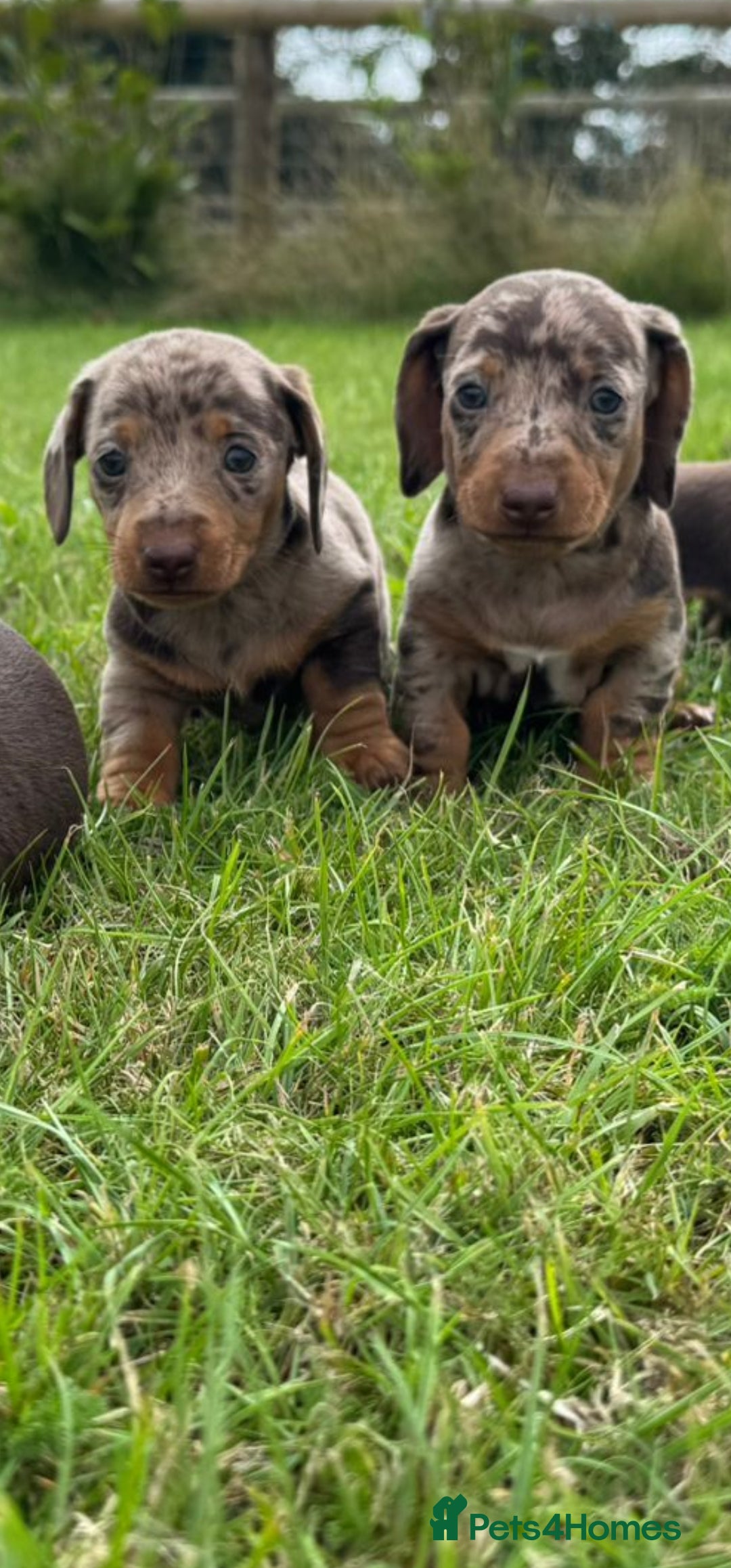 Miniature Dachshund dogs for sale: *CHAMPION LINES* Miniature Dachshund puppies - Image 8