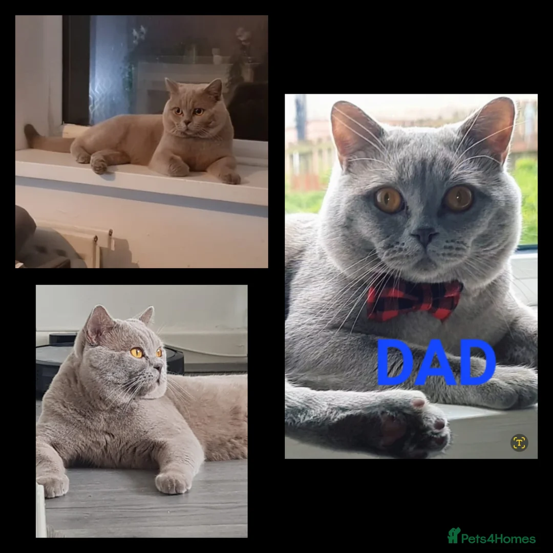British Shorthair cats for sale: 5 Stunning Lilac Shorthair Kittens For Sale - Advert 18