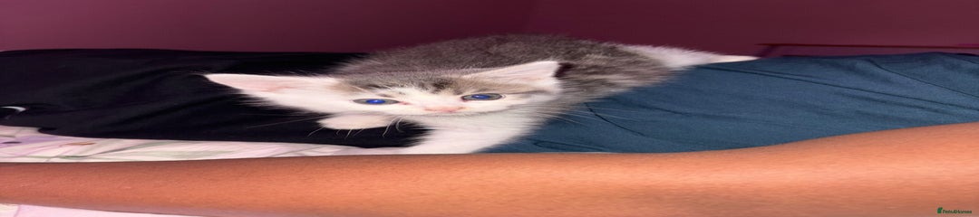 British Longhair Kitten 1