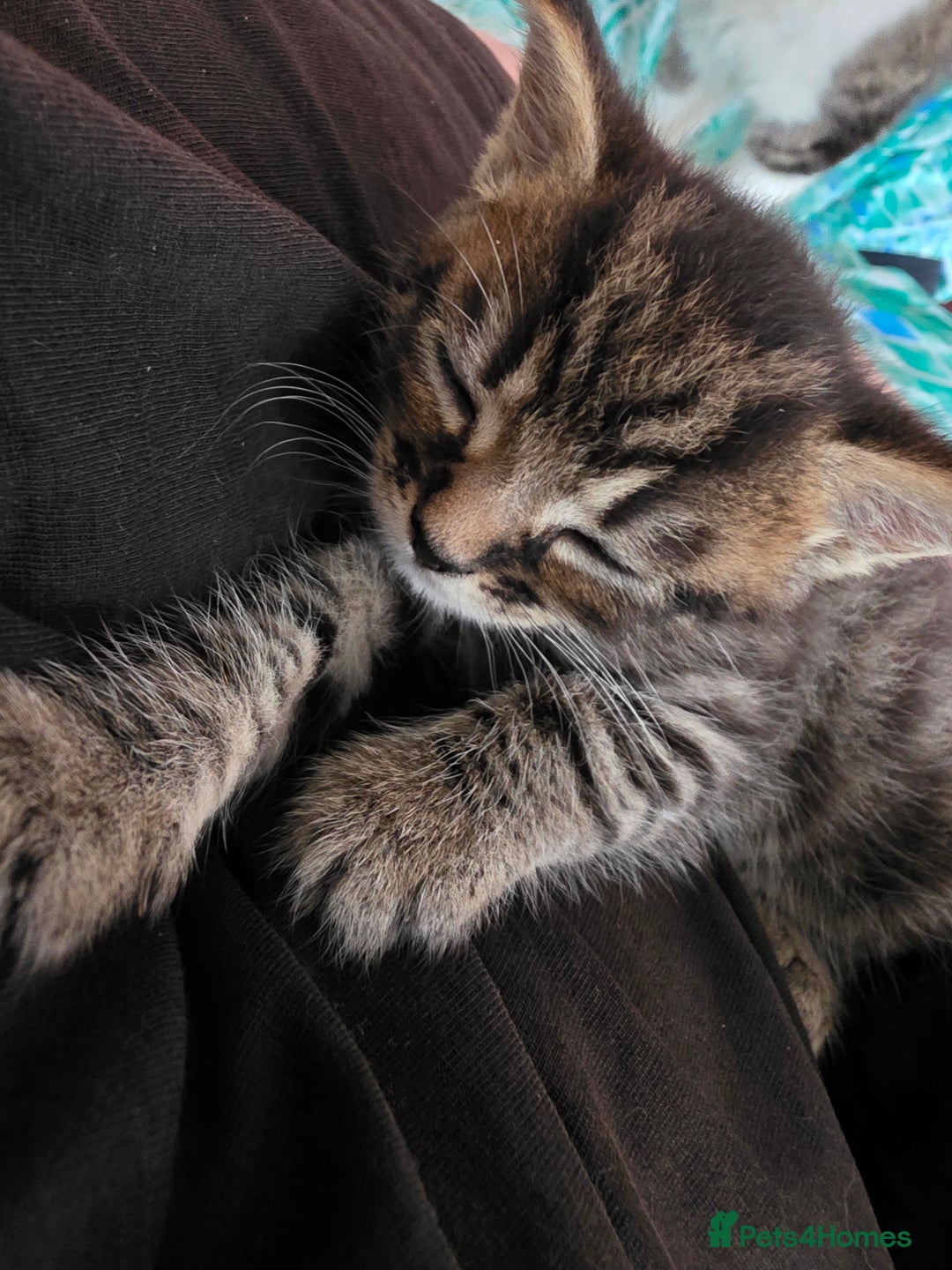 Mixed Breed cats for sale: Tabby mix kittens - Image 4
