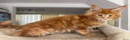 Maine Coon cats for sale: TICA Reg Maine Coon Kittens Ginger Red Cream - Advert 11