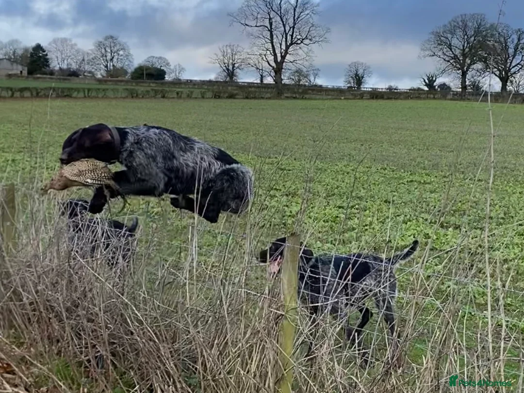 German Wirehaired Pointer dogs for stud: MILVUSTREE MARITIMUS AT HUNTSTAFF at stud  in Tenbury Wells - Advert 5
