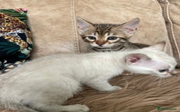 Bengal cats for sale: ❤️ PURE BENGAL KITTENS ❤️ - Image 26