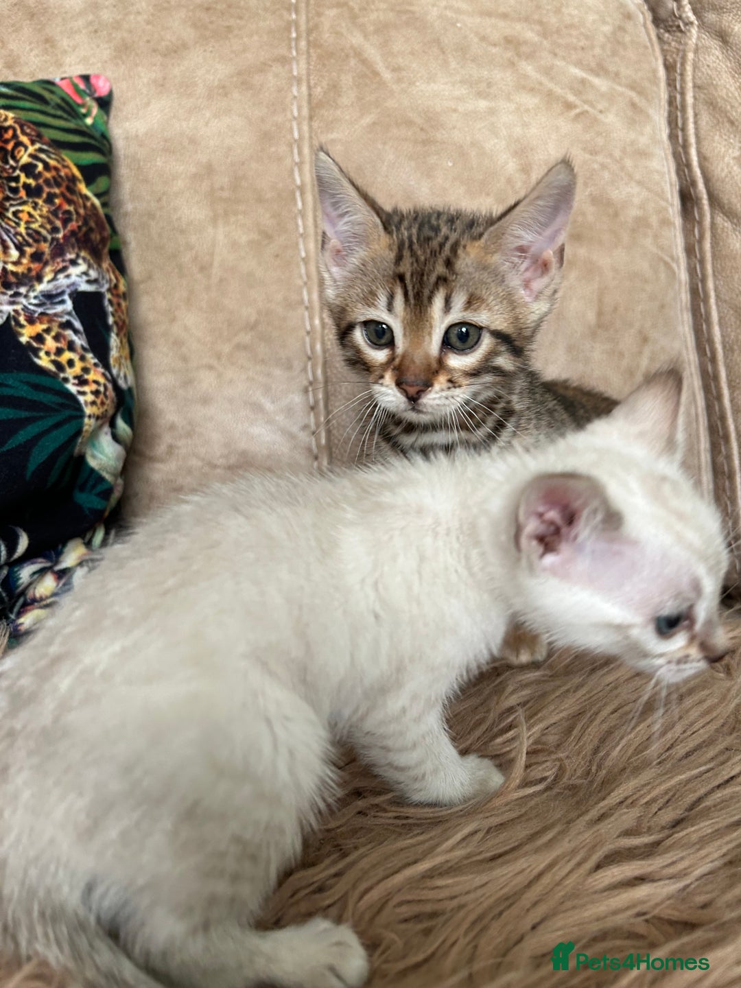 Bengal cats for sale: ❤️ PURE BENGAL KITTENS ❤️ - Image 26