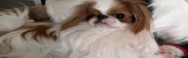 Japanese Chin 1