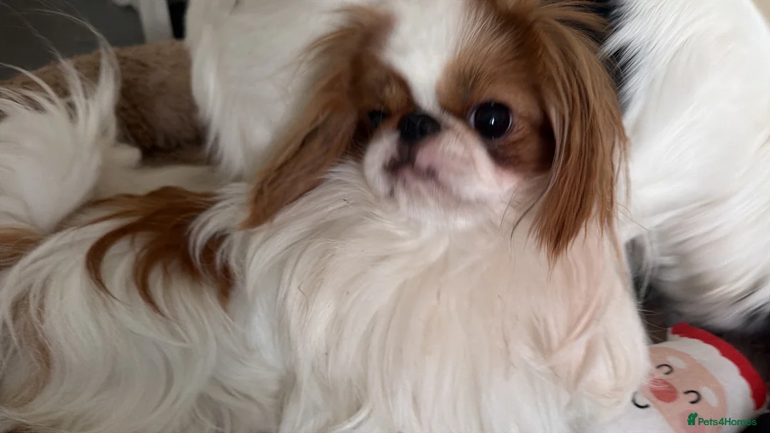 Japanese Chin dogs for sale: Healthy male puppy very adventurous  - Advert 2