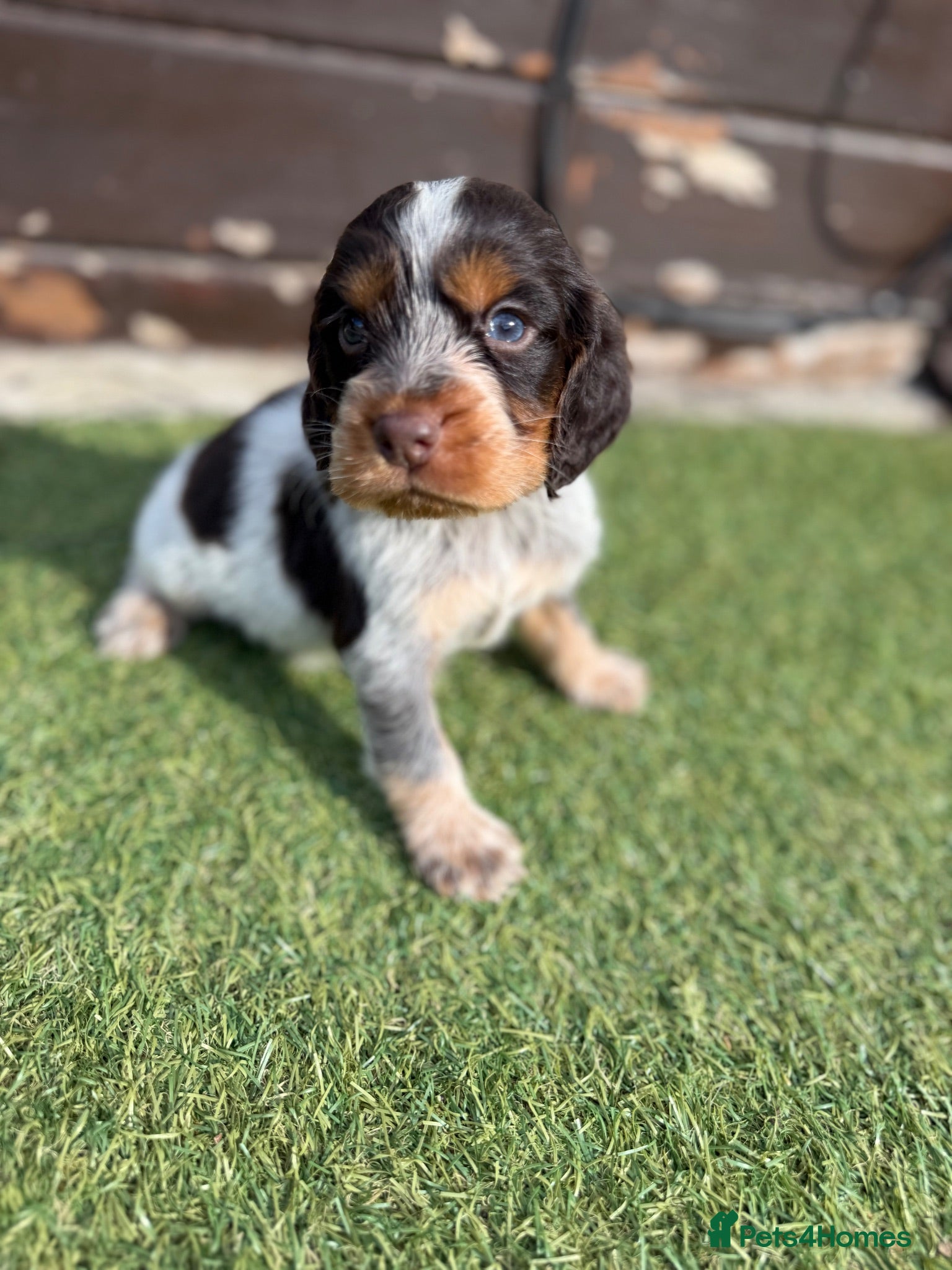 Cocker Spaniel dogs Cocker spaniel pups - Advert 16