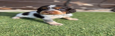 Cocker Spaniel 1