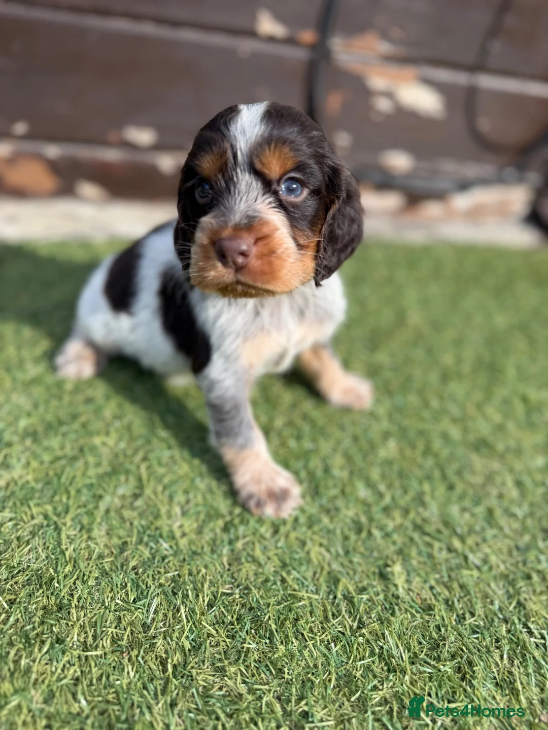 Cocker Spaniel dogs for sale: Cocker spaniel pups - Advert 1