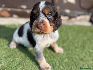 Cocker Spaniel dogs Cocker spaniel pups - Advert 1