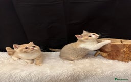 British Shorthair cats for sale: 💗 Gorgeous Full Pedigree BSH Trusted Breeder 💗 - Image 9