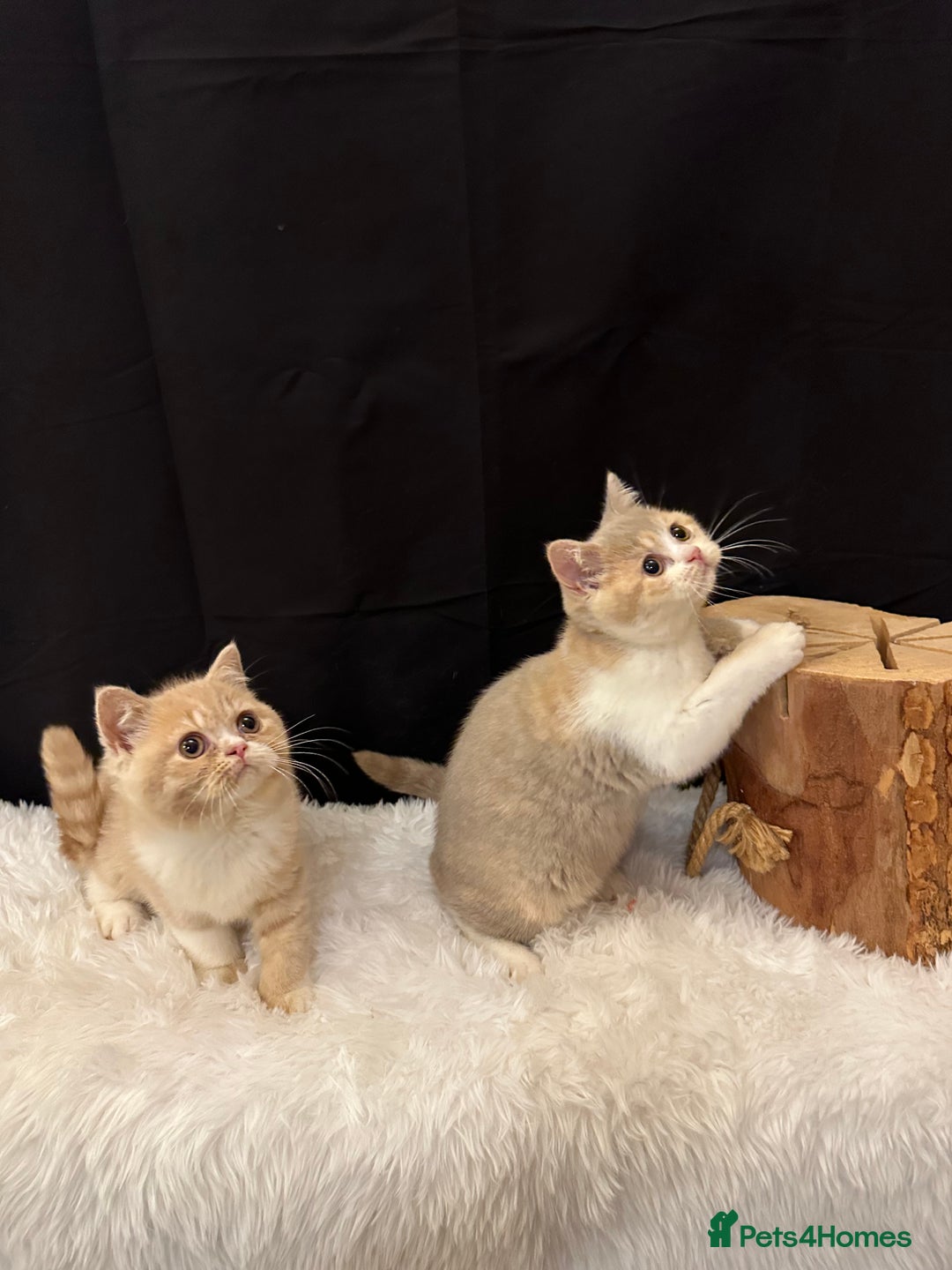 British Shorthair cats for sale: 💗 Gorgeous Full Pedigree BSH Trusted Breeder 💗 - Image 9