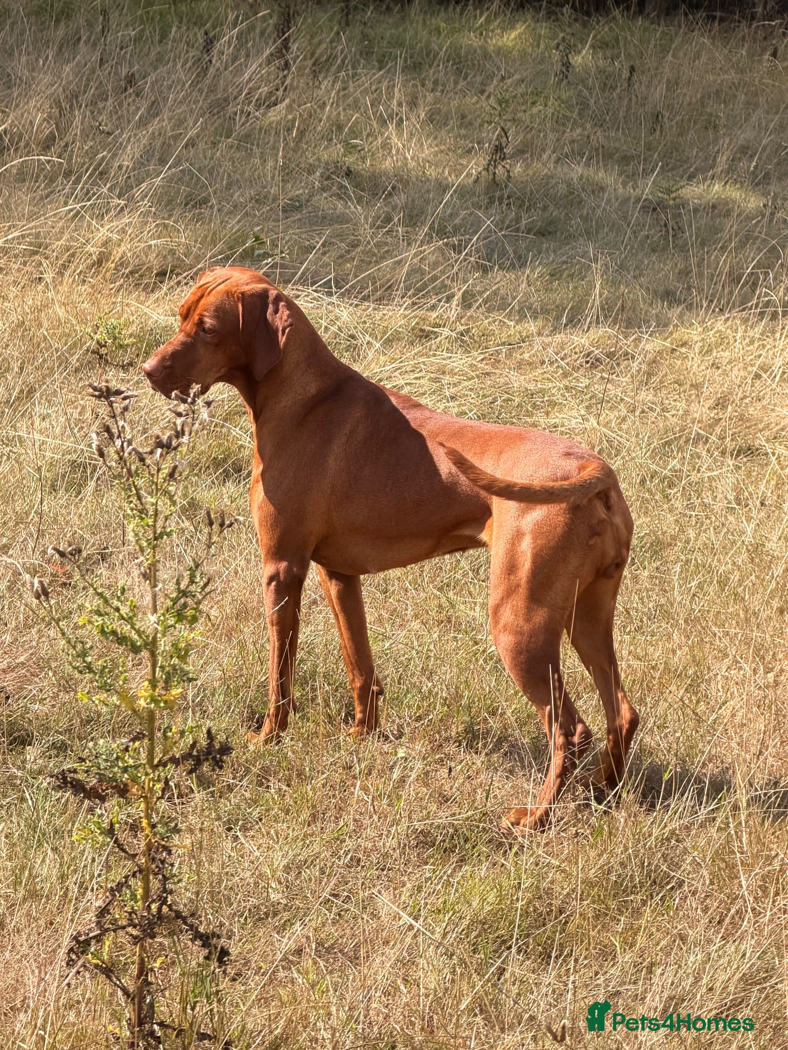 Hungarian Vizsla dogs CH SHOW & FIELD TRIAL COUNTRYGOLD VIZSLAS - Advert 2