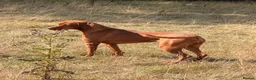 Hungarian Vizsla dogs for sale: CH SHOW & FIELD TRIAL COUNTRYGOLD VIZSLAS - Advert 1