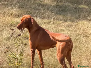 Hungarian Vizsla dogs CH SHOW & FIELD TRIAL COUNTRYGOLD VIZSLAS - Advert 2