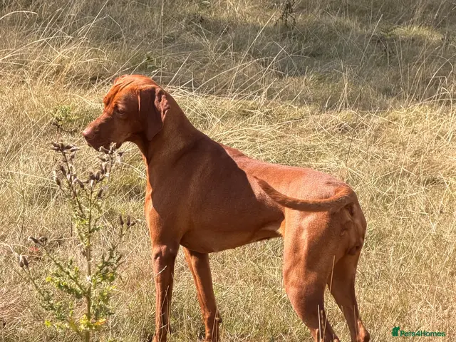 Hungarian Vizsla dogs CH SHOW & FIELD TRIAL COUNTRYGOLD VIZSLAS - Advert 21