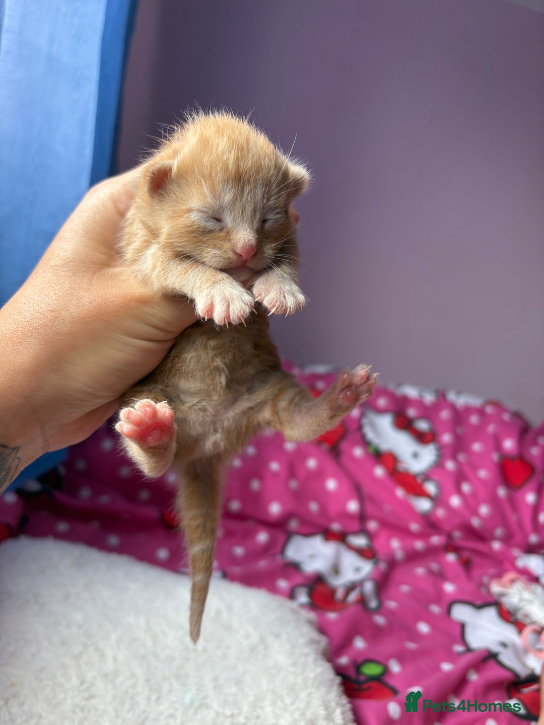 Mixed Breed cats for sale: Beautiful kittens - Image 4