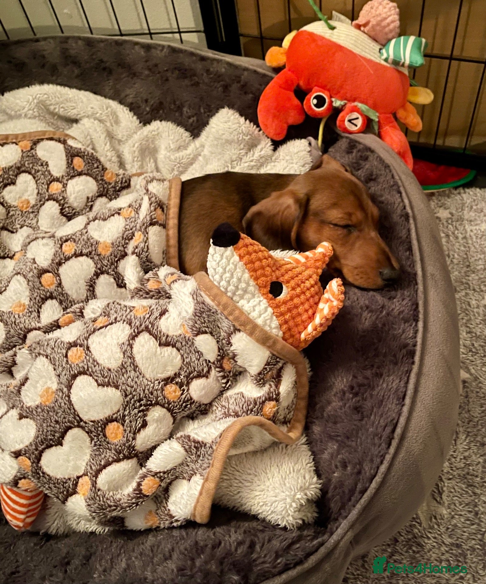 Miniature Dachshund dogs Miniature Dachshund KC Registered Puppies  - Advert 2