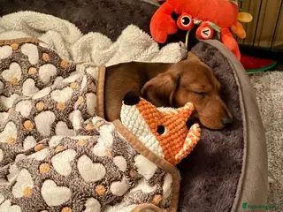 Miniature Dachshund dogs Miniature Dachshund KC Registered Puppies - Advert 2