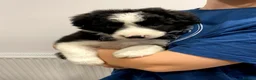 Mixed Breed dogs for sale: Adorable Bearded Collie X Border Collie puppies in Chesterfield - Advert 7