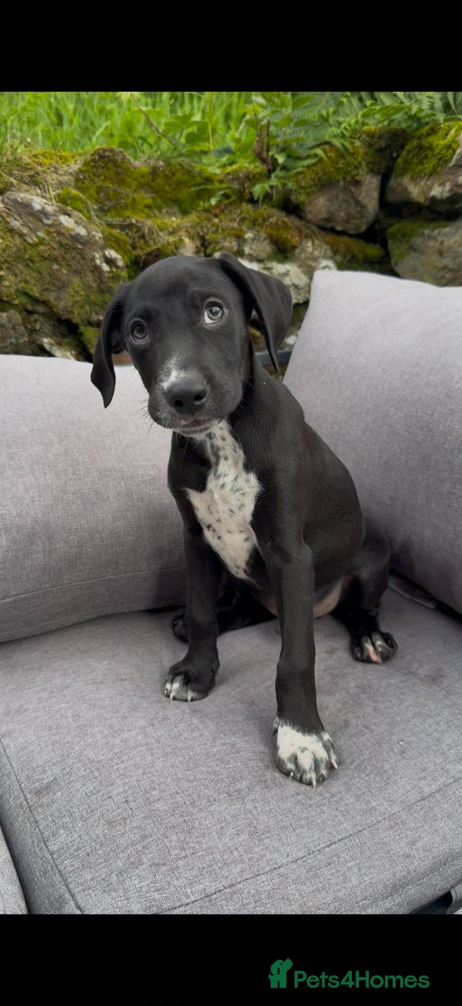 Mixed Breed dogs Adorable Dalmatian X Collie - Advert 4