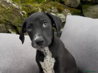 Mixed Breed dogs Adorable Dalmatian X Collie - Advert 4