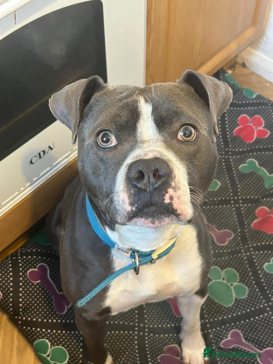 Mixed Breed dogs for sale: Our loving family dog called ace in Sutton-in-Ashfield - Advert 2