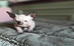 Sphynx cats for sale: Sphynx kittens  - Image 5