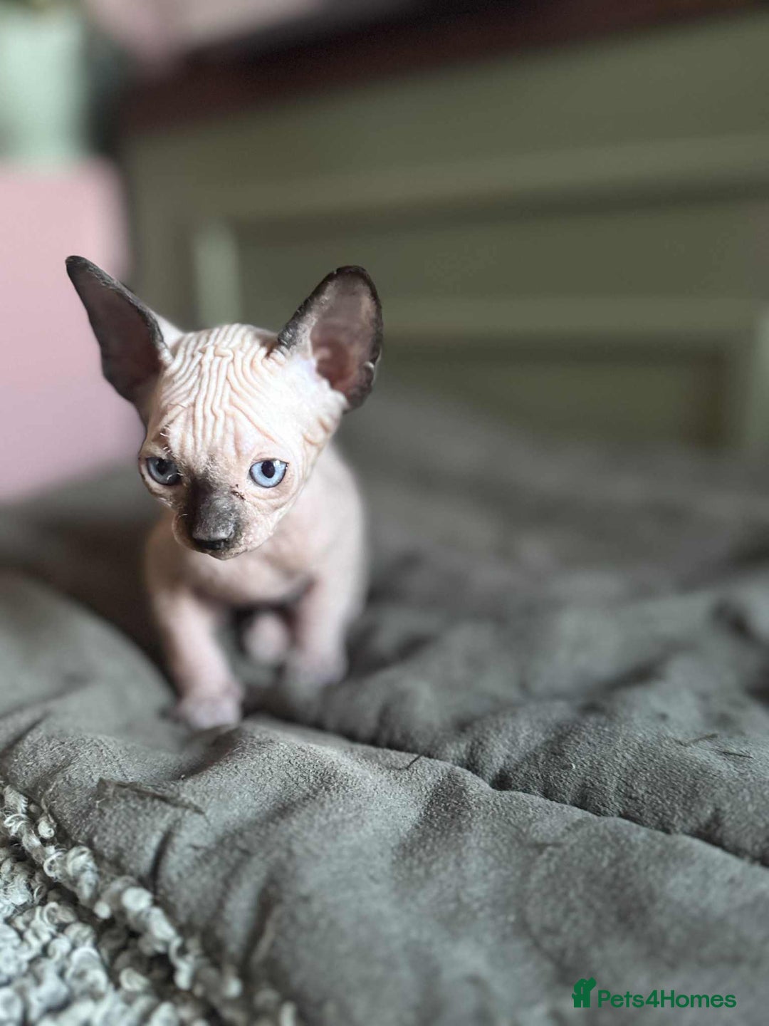 Sphynx cats for sale: Sphynx kittens  - Image 5