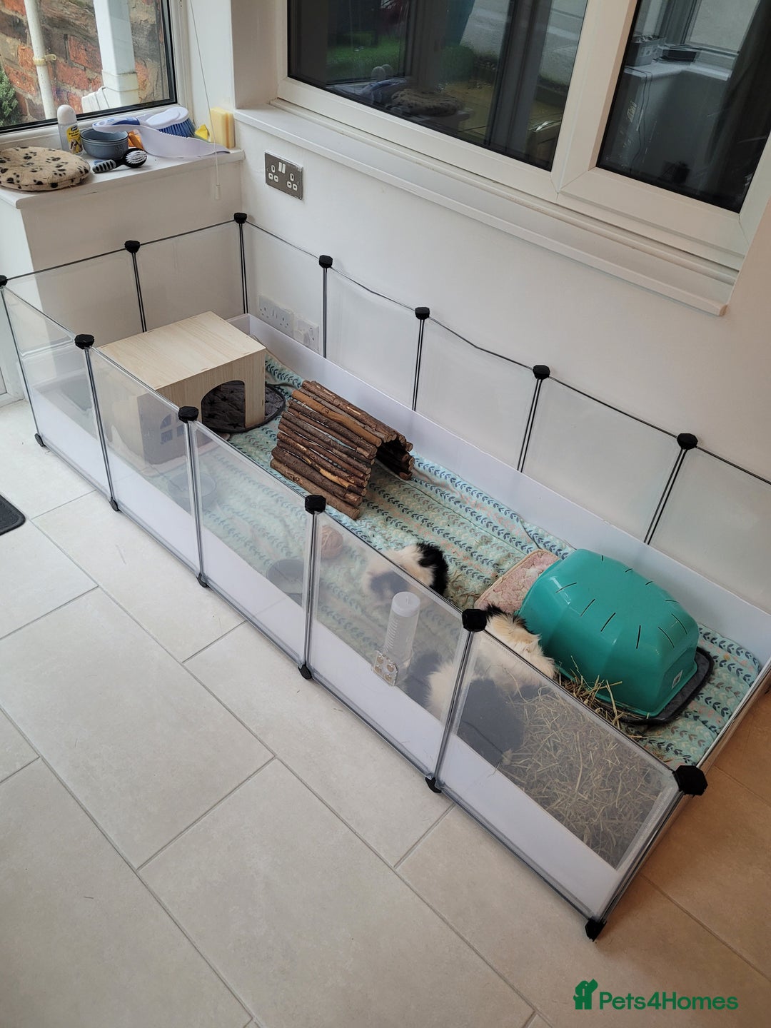 Guinea Pig rodents for sale: 3 Female Guinea Pigs Looking for a New Home - Advert 7