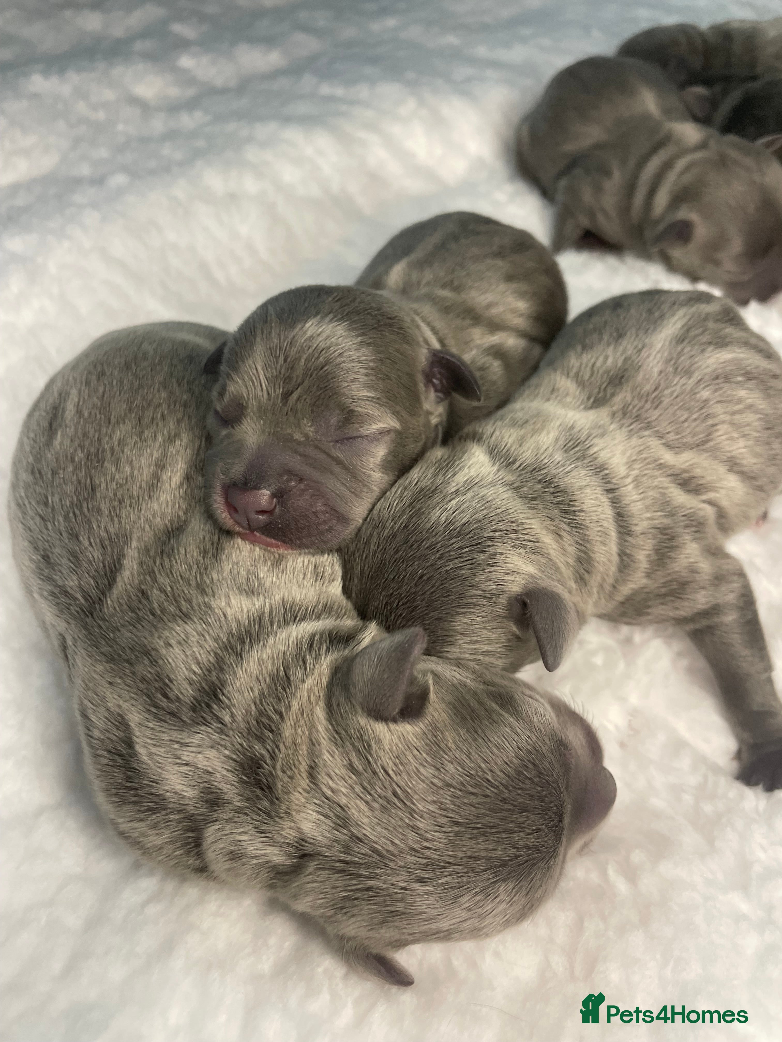 Staffordshire Bull Terrier dogs 3 stunning KC Staffordshire bull terrier puppy’s  - Advert 4