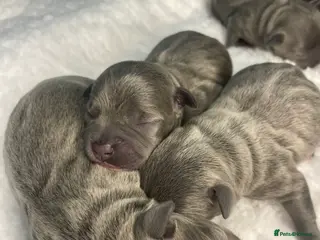 Staffordshire Bull Terrier dogs 3 stunning KC Staffordshire bull terrier puppy’s - Advert 4