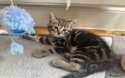 British Shorthair cats for sale: British shorthair  - Image 1