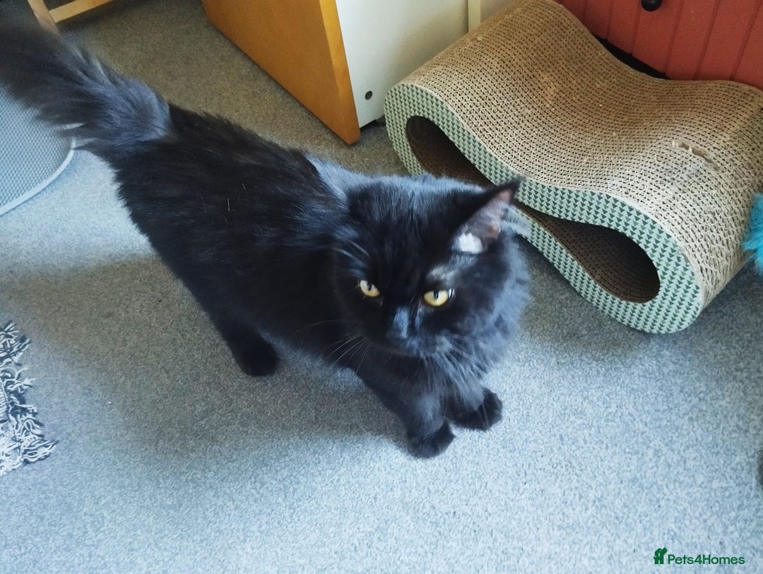 Mixed Breed cats for adoption: IDEAL **HANDSOME BONDED NEUTERED PAIR  - Image 13