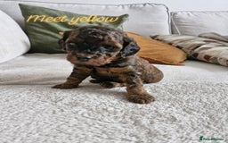 Mixed Breed dogs for sale: 4 BOYS BEAUTIFUL TOY POODLE MIX *health tested* - Image 3