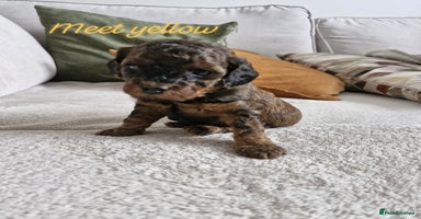 Mixed Breed dogs - Advert 6