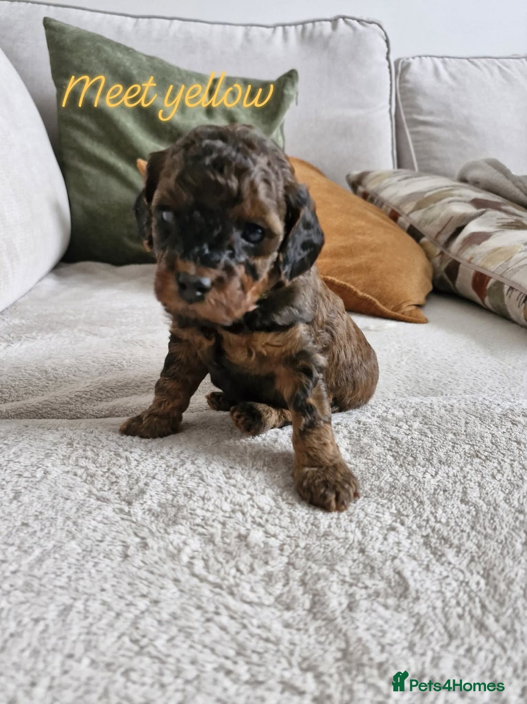 Mixed Breed dogs for sale: 4 BOYS BEAUTIFUL TOY POODLE MIX *health tested* - Image 3