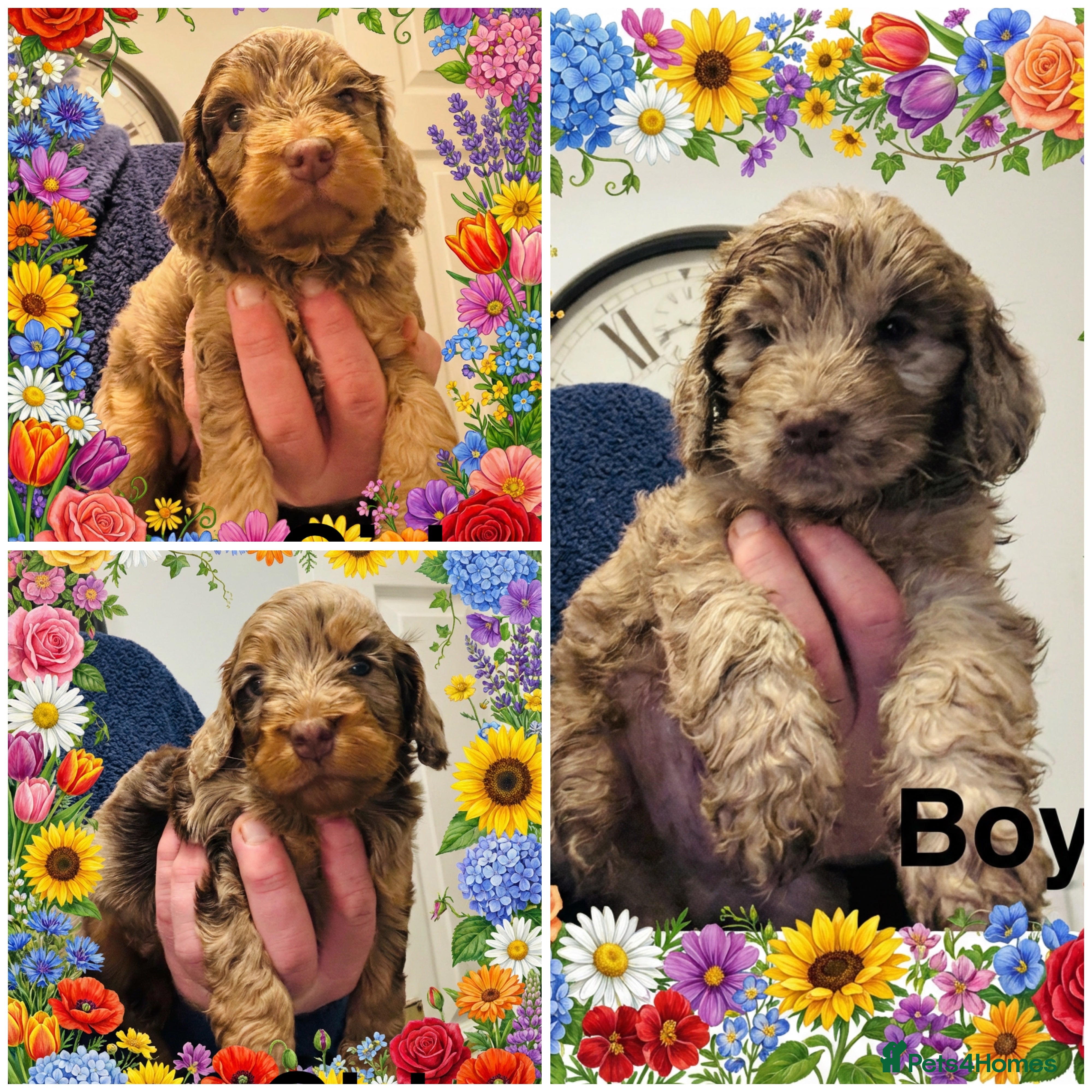 Cockapoo dogs ❤️DNA Tested Rare Sable Cockapoos, Ready 5th Feb  - Advert 3