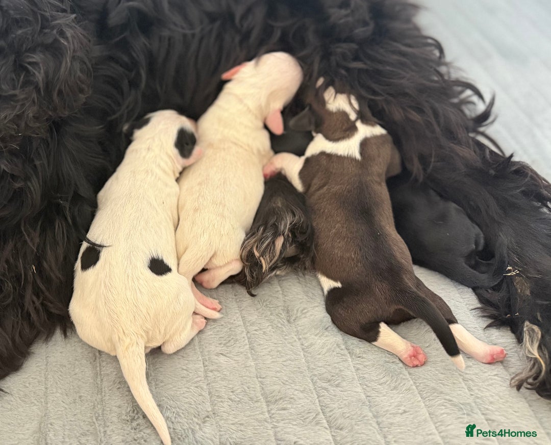 Mixed Breed dogs for sale: Cocker spaniel x chihuahua dalmation  - Image 12