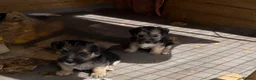Sealyham Terrier dogs for sale: 4 Sealyham terrier puppy’s  - Advert 4