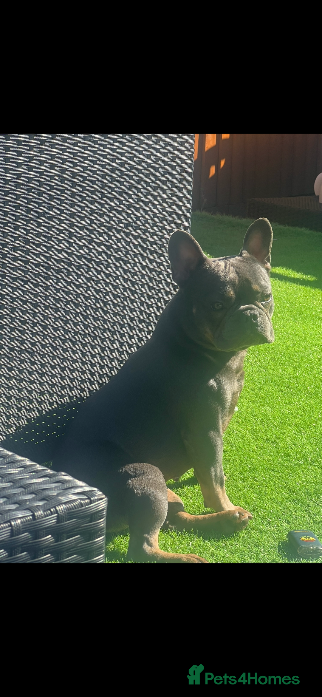 French Bulldog dogs for sale: French bulldog lilac and tan - Image 4
