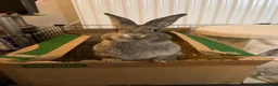Mixed Breed rabbits for sale: Luna& thumper both 20 weeks - Advert 7