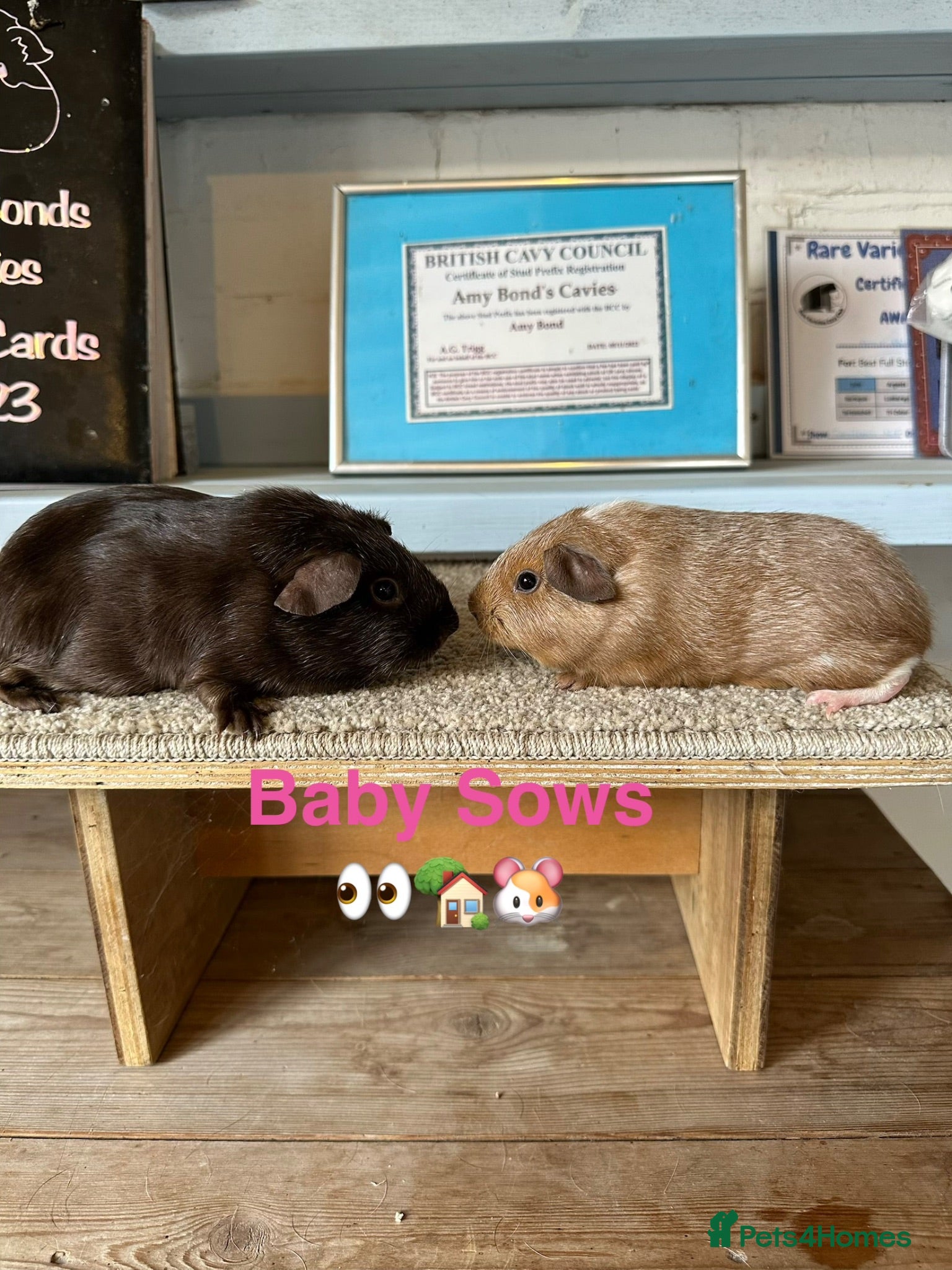 Guinea Pig rodents Lots of pairs of Guinea Pigs Mixed Colours Come 👀 - Advert 2