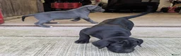 Cane Corso dogs for sale: Cane Corso Irish Kennel club registered  in Enniskillen - Advert 16