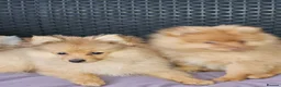 Pomeranian dogs for sale: 2 LEFT!! Purebred Cute fluffy Pomeranian Puppies! in Croydon - Advert 27