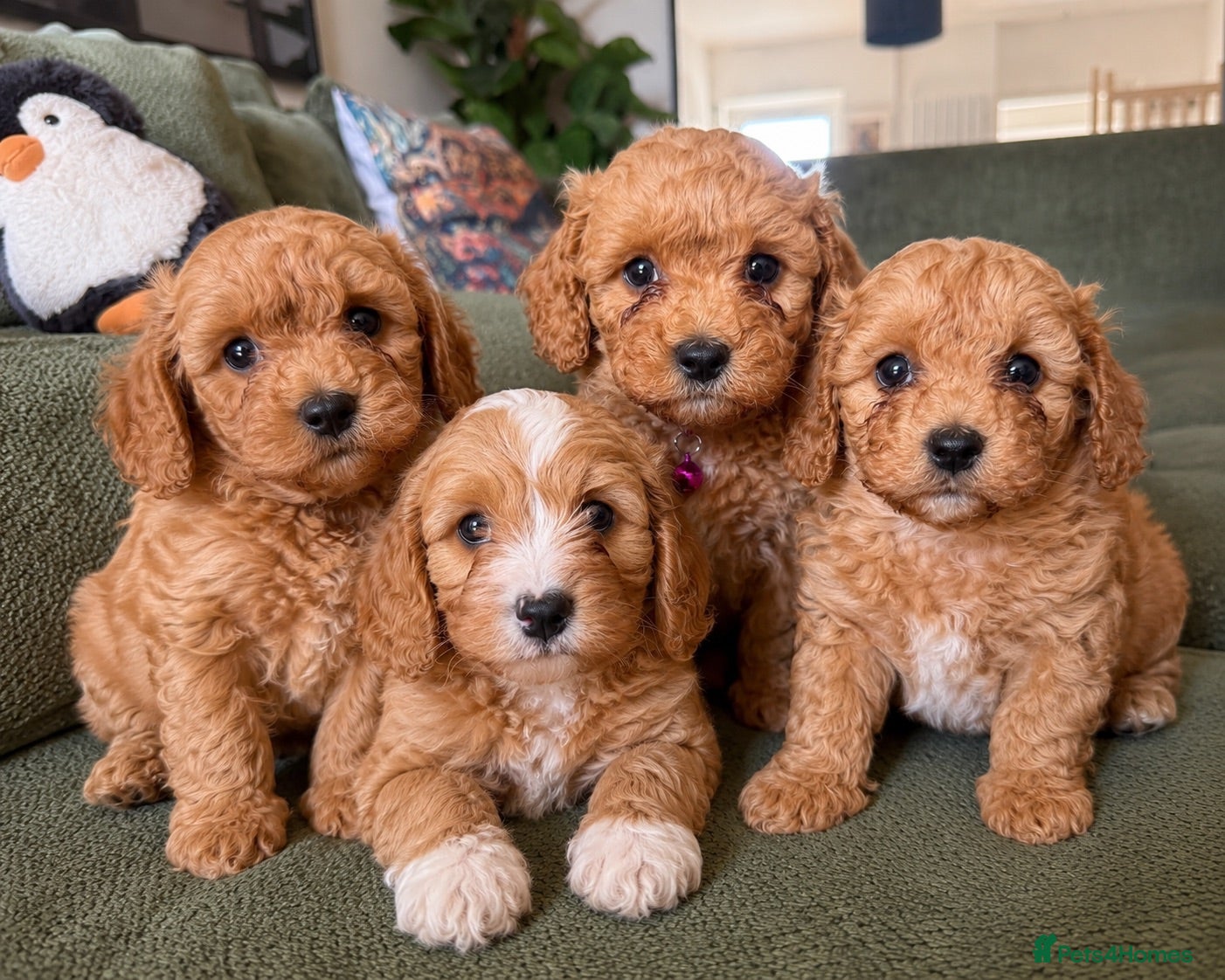 Cavapoochon dogs Cavapoochons ready for reserve 💕  - Advert 1