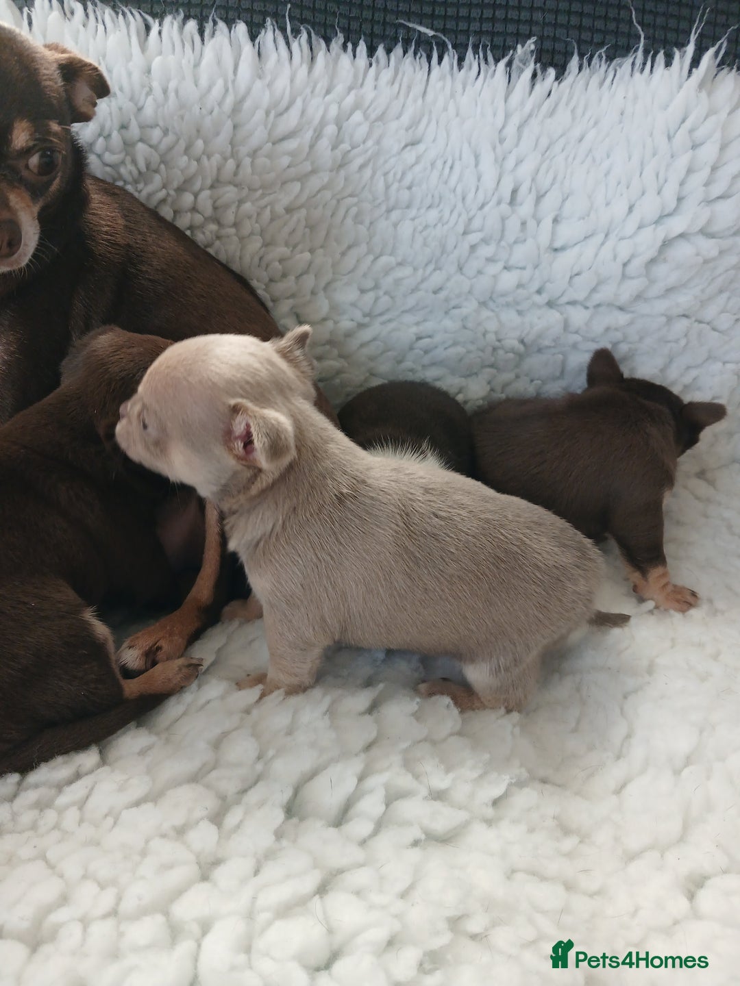 Chihuahua dogs for sale: STUNNING SMOOTH COAT CHIHUAHUAS - Advert 4