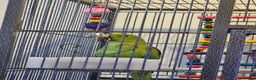 Ringnecks birds for sale: Male indian ringneck - Advert 3
